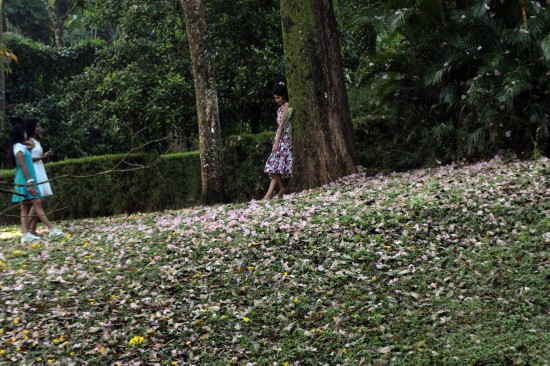 4月2日，在斯里兰卡康提，人们在开花的树下休闲。新华社发（加扬·萨米拉摄）