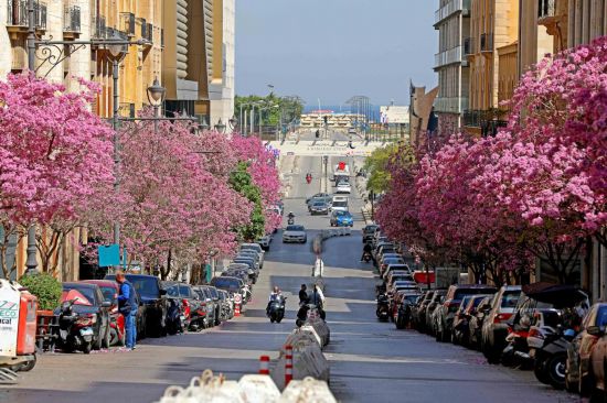 3月18日,黎巴嫩首都贝鲁特的一条街道旁鲜花盛开。新华社发(比拉尔·贾维希摄)