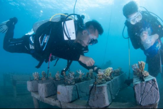 拯救珊瑚礁，保护美丽海底花园——巴厘岛电站珊瑚放养。（中国华电供图）