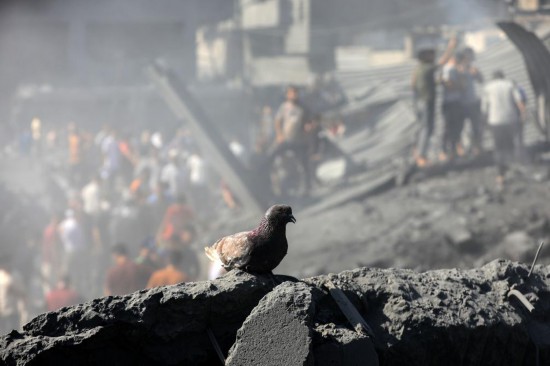 2023年10月26日,在加沙地带南部城市汗尤尼斯,一只鸽子停留在以军袭击后留下的建筑废墟上。新华社发(亚西尔·库迪摄)