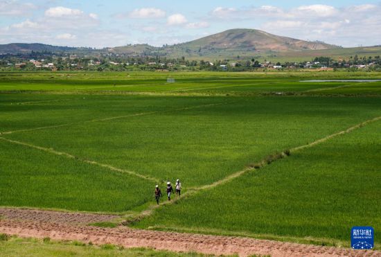 　　3月26日，在马达加斯加马义奇镇，当地农民走在中国杂交水稻高产示范基地示范田中的田埂上。新华社记者 李亚辉 摄