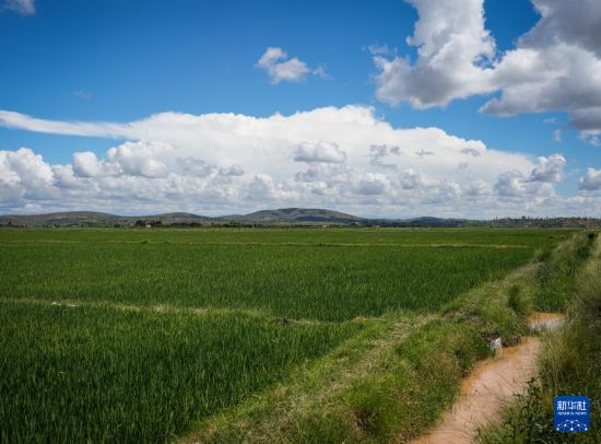 　　这是3月25日在马达加斯加马义奇镇拍摄的中国杂交水稻高产示范基地的示范田一隅。新华社记者 李亚辉 摄