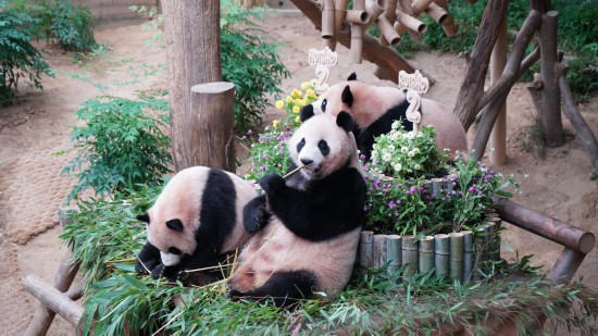 2025年7月7日,在韩国京畿道龙仁市爱宝乐园,大熊猫妈妈“爱宝”(中)和“睿宝”、“辉宝”在庆生活动上享用美食。新华社发(孙一然摄)