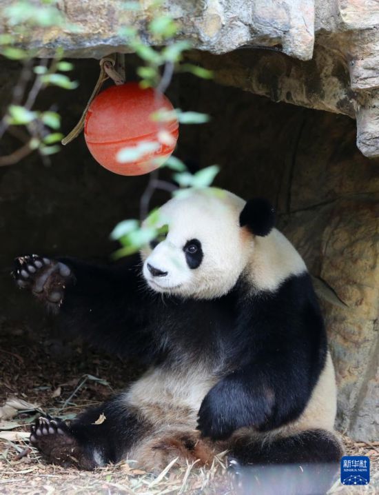 　　11月10日，大熊猫“怡兰”在澳大利亚阿德莱德动物园玩耍。新华社记者 马平 摄
