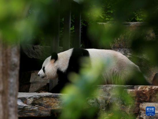 　　11月10日，大熊猫“星秋”在澳大利亚阿德莱德动物园散步。新华社记者 马平 摄