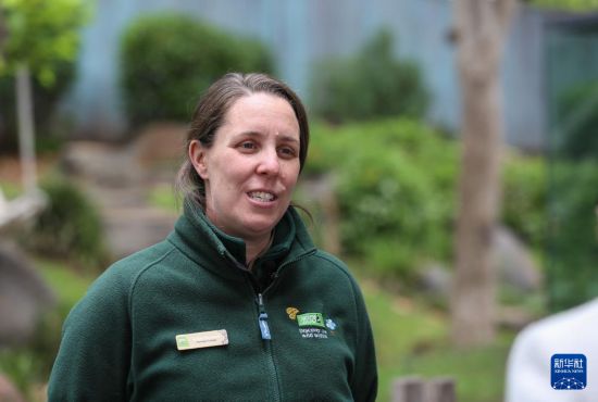 　　11月10日，在澳大利亚阿德莱德，阿德莱德动物园大熊猫管理员阿利娅·海沃德接受新华社采访。新华社记者 马平 摄