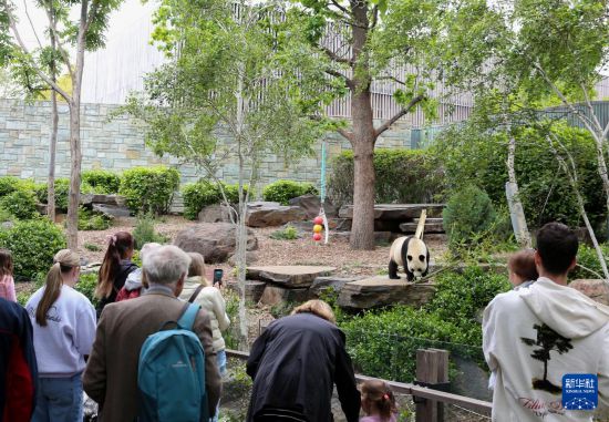 　　11月10日，游客在澳大利亚阿德莱德动物园观看大熊猫。新华社记者 马平 摄