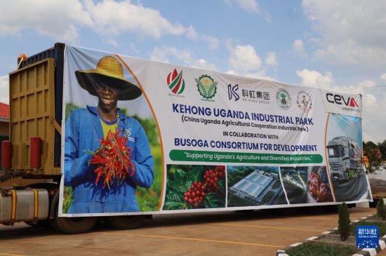 这是11月20日在乌干达卡穆利区举办的首批输华干辣椒启运仪式上拍摄的干辣椒集装箱。新华社发(罗纳德·塞坎迪摄)