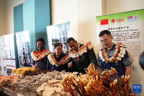 11月19日,在斐济楠迪,中国国家菌草工程技术研究中心首席科学家林占熺教授(左二)为斐济农业和水利部代理部长菲利莫尼·沃萨尔恩戈(左三)等嘉宾介绍菌草菇。新华社发(高鑫摄)