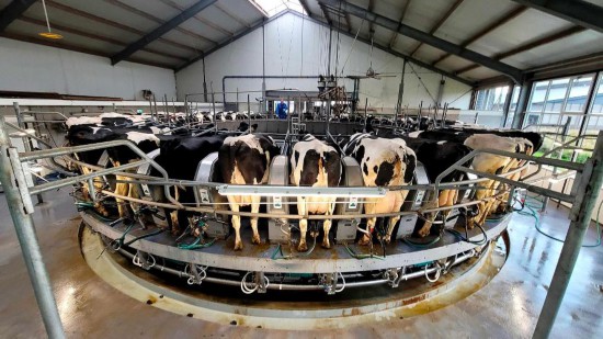2025年9月30日，在荷兰吕伐登的瓦赫宁根大学及研究中心乳业园，奶牛站在自动化挤奶转盘上。新华社记者王湘江摄