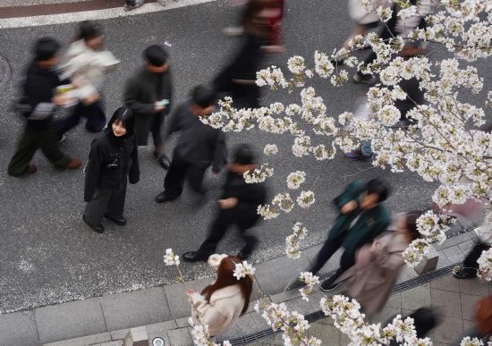 2025年3月30日，游客在日本首都东京目黑川畔赏樱。新华社记者贾浩成摄