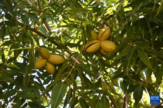 　　这是4月24日在南非西开普省帕尔地区的博文兰德农场拍摄的碧根果果实。新华社记者 邓冰雪 摄