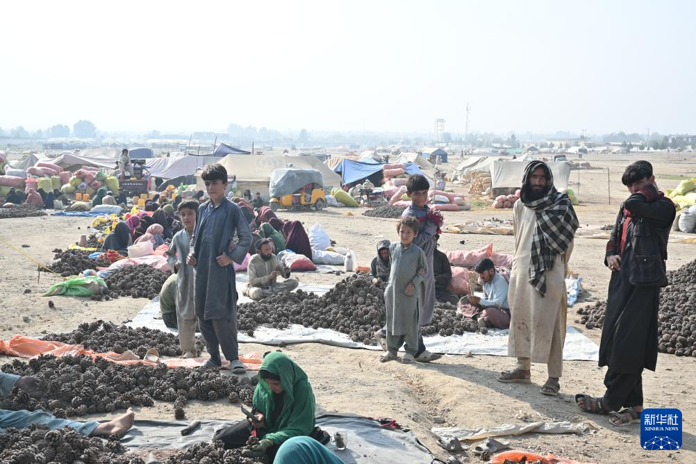 这是10月28日在阿富汗霍斯特省拍摄的松子加工交易市场。 新华社记者 张艺缤 摄