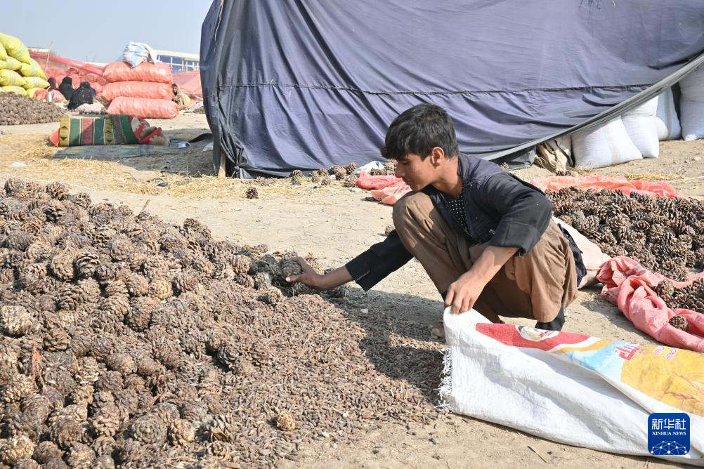 10月28日，在阿富汗霍斯特省的松子加工交易市场，一名少年帮忙采集松子。 新华社记者 张艺缤 摄