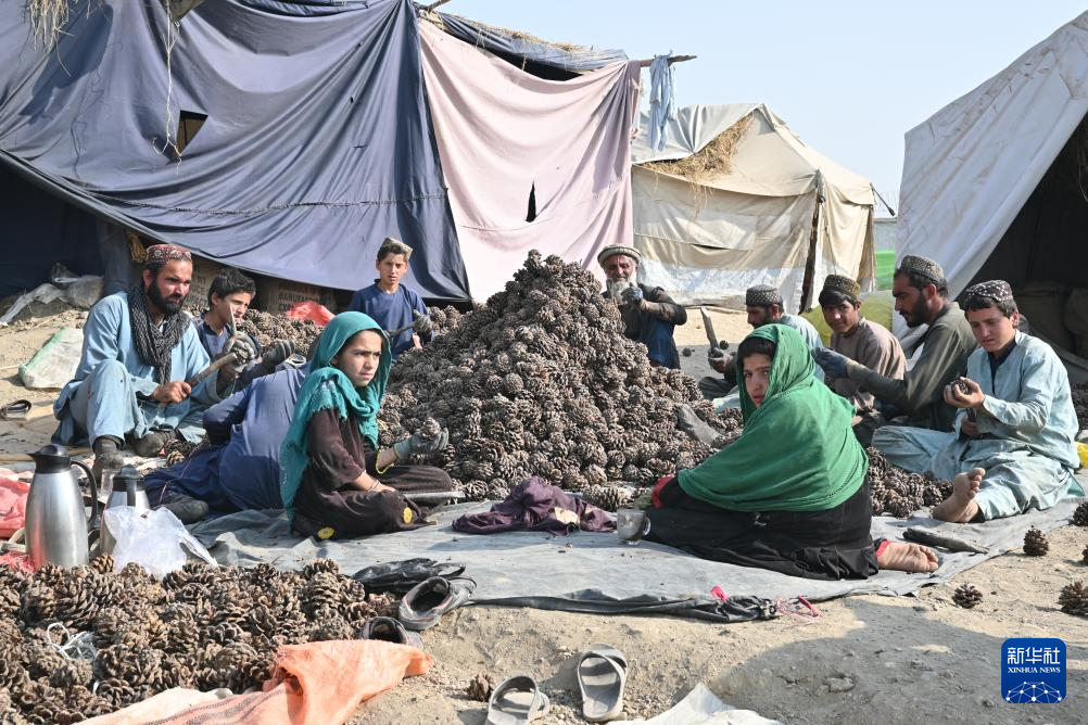 10月28日，在阿富汗霍斯特省的松子加工交易市场，当地民众围坐在一起手工采集松子。 新华社记者 张艺缤 摄