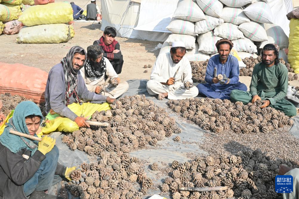 这是10月28日在阿富汗霍斯特省拍摄的松子加工交易市场。用木棍将松子从松塔中敲出来是当地人采集松子的方式。 新华社记者 张艺缤 摄