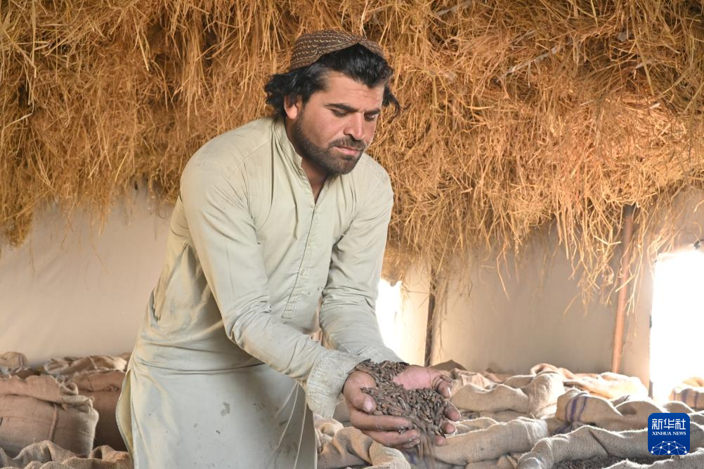 10月28日，在阿富汗霍斯特省的松子加工交易市场，收购松子的商人展示松子。 新华社记者 张艺缤 摄