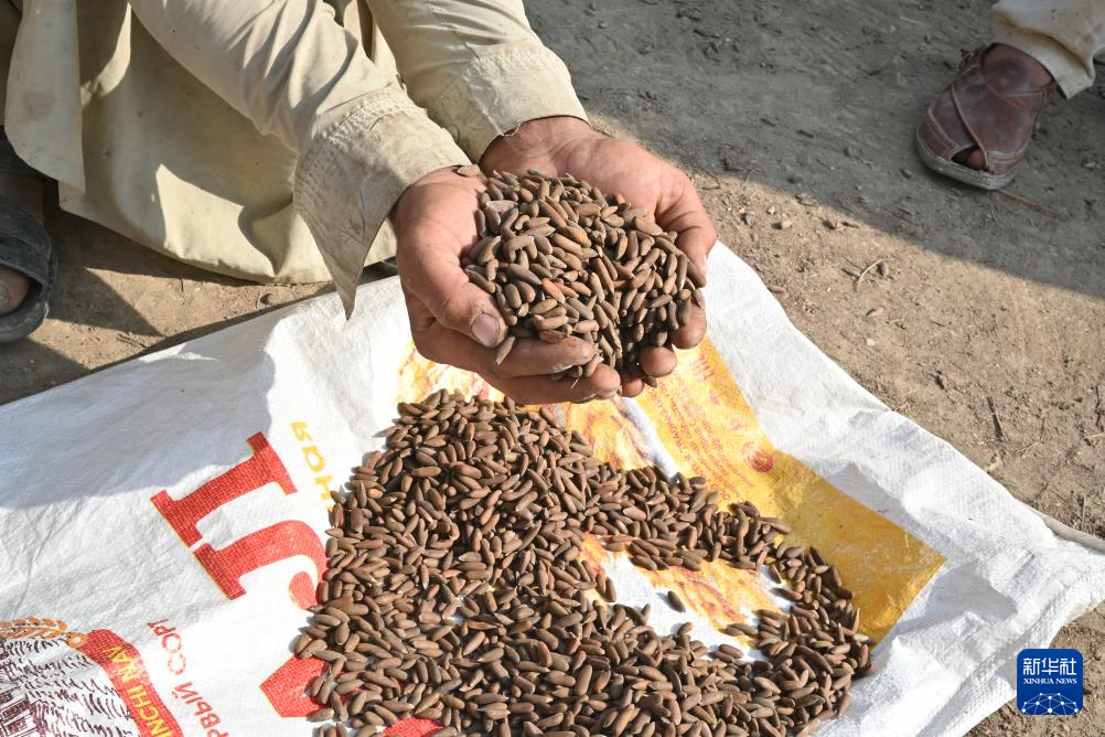 10月28日，在阿富汗霍斯特省的松子加工交易市场，收购松子的商人展示松子。 新华社记者 张艺缤 摄