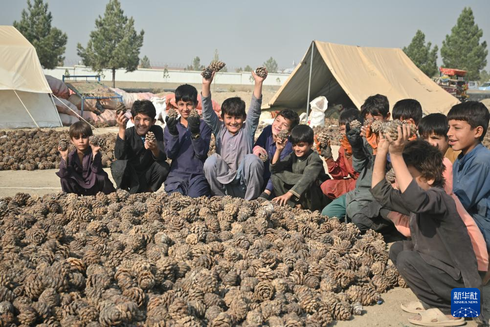 10月28日，在阿富汗霍斯特省的松子加工交易市场，当地儿童帮忙采集松子。 新华社记者 张艺缤 摄
